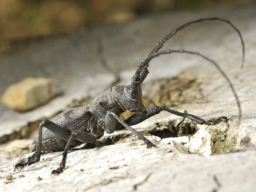 Morimus asper (con antenne esagerate)